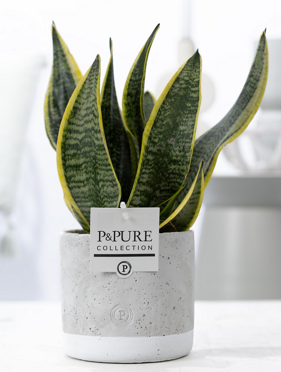 Vrouwentong (Sansevieria) met bloempot Jade