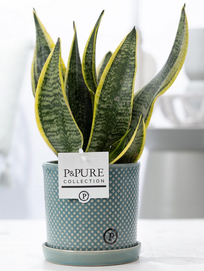 Vrouwentong (Sansevieria) met bloempot Lauren