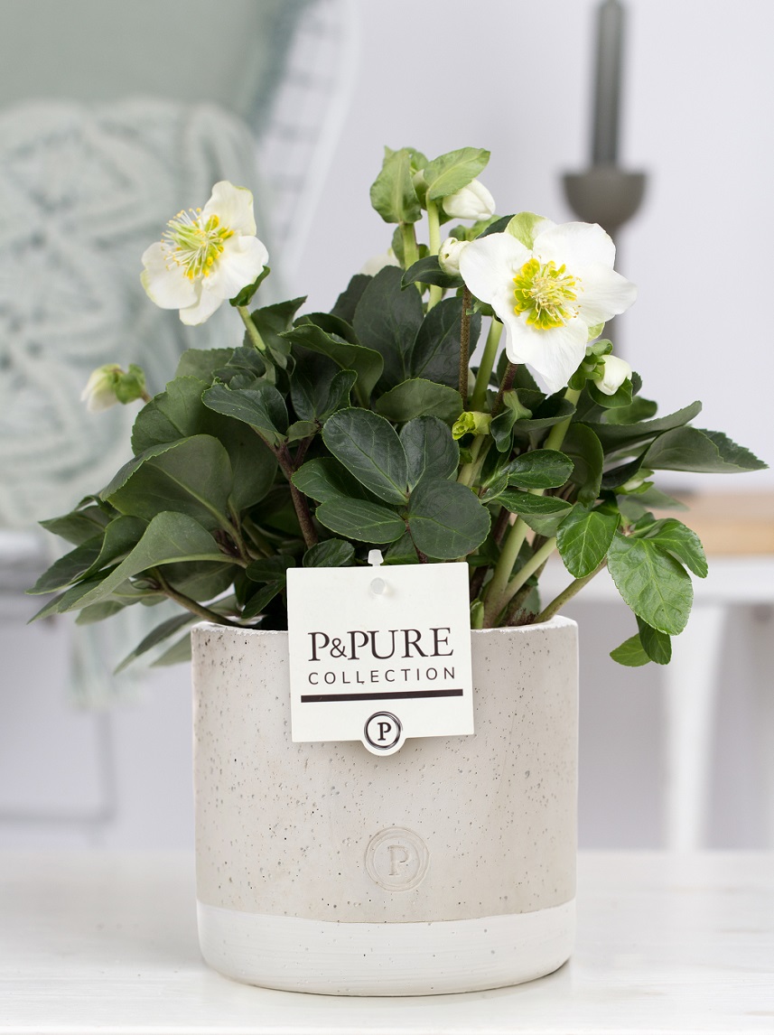 Kerstroos (Helleborus) met bloempot Jade