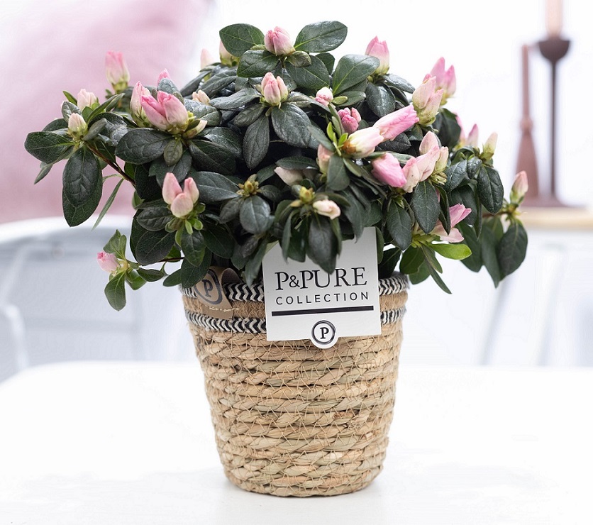 Azalea Rhododendron roze met bloempot Basket mand