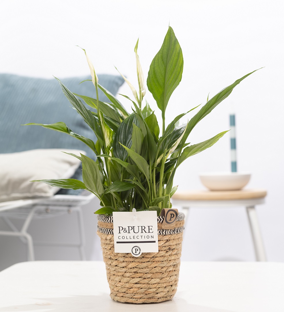 Lepelplant (Spathiphyllum) met bloempot Basket mand