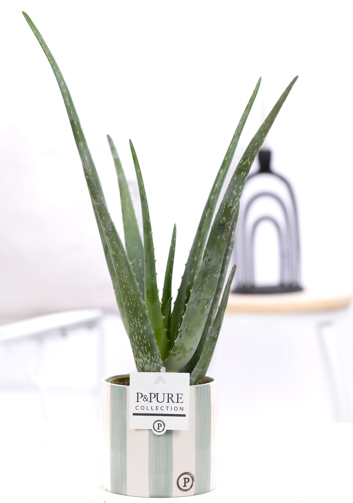 Aloe Vera Wonderplant met bloempot Eline groen