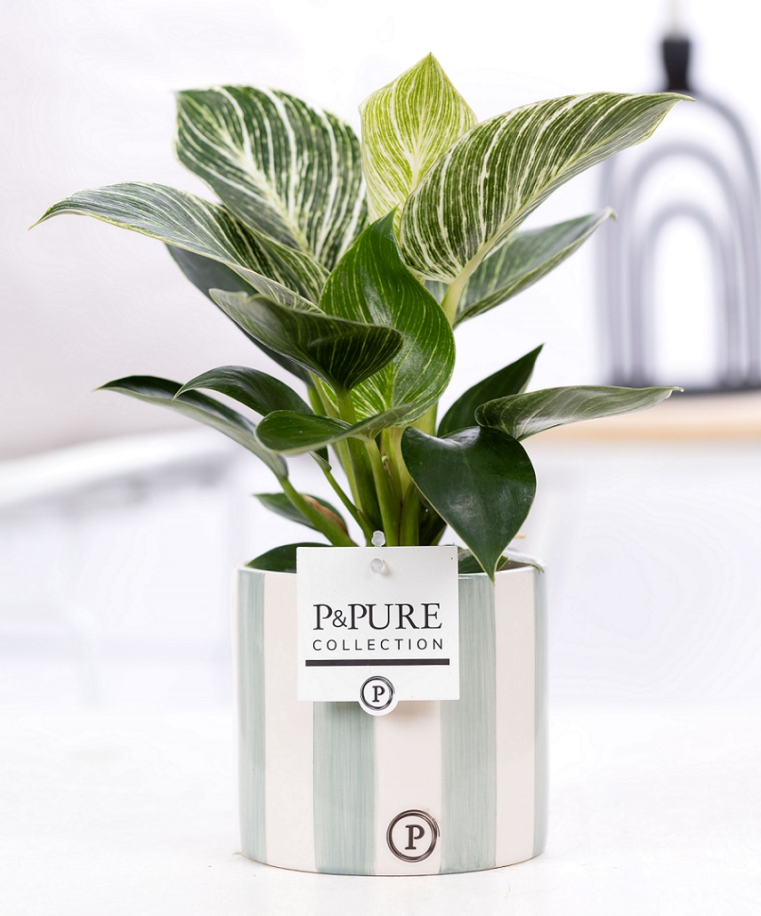 Philodendron white wave met bloempot Eline groen