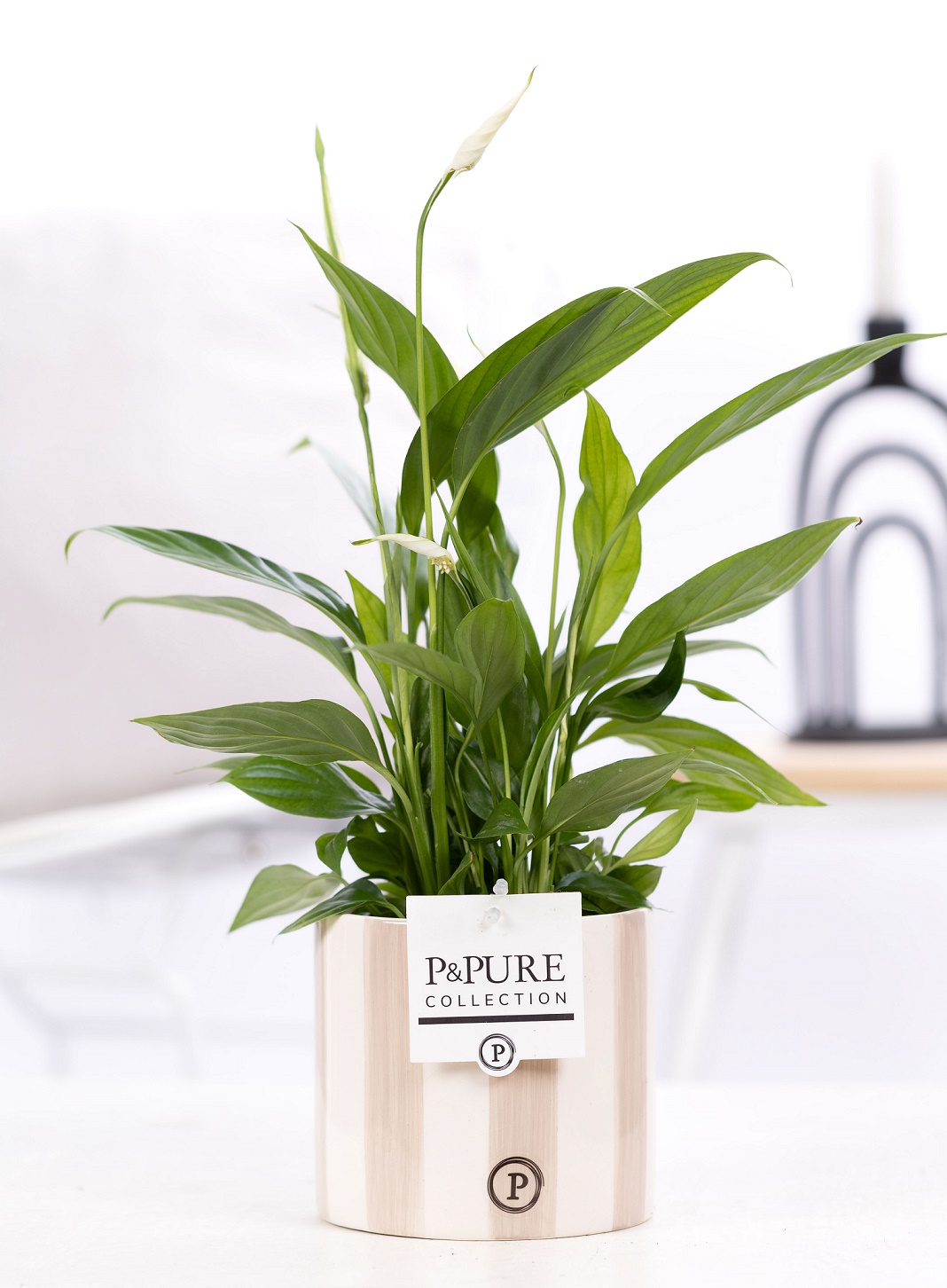 Lepelplant (Spathiphyllum) met bloempot Eline grijs