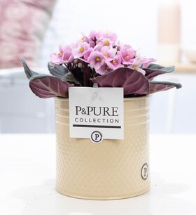 Kaaps viooltje Saintpaulia lichtroze met P&PURE Collection bloempot Louise zink creme Kaaps viooltje Saintpaulia lichtroze met P&PURE Collection bloempot Louise zink creme